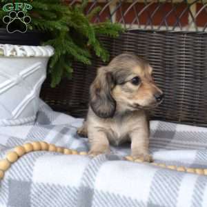 Cocoa, Dachshund Puppy
